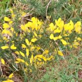 Gorse flowers