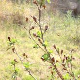 Peruvian primrose branches