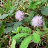 Common sensitive plant in lawn