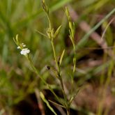 Striga white flower