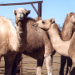 Thumbnail of Camel