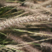 Thumbnail of African fountain grass