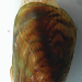 Thumbnail of Asian bag mussel