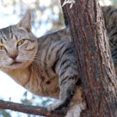 Feral cat in tree