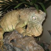 Green iguana prominent dewlap