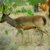 Feral fallow deer with antlers