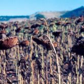 Sunflower damage from mice