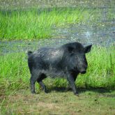 Feral pig