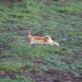 Rabbit running