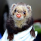 Ferret face