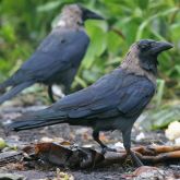 Indian house crows