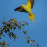 Indian ringneck parrot flying