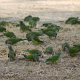 Monk parakeet flock