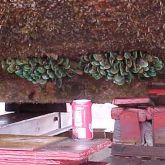 Asian green mussels on hull