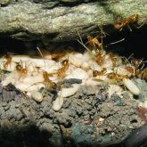 Yellow crazy ant nest