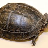 South East Asian box turtle shell