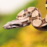 Boa constrictor