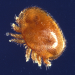 Thumbnail of Varroa mite