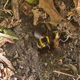 Large earth bumblebee with underground nest