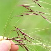 Chilean needle grass glumes encasing the seed - a distinctive purple-red colour