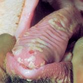 Pig's tongue with 4-day-old lesions. Note extensive fibrinous in-filling.