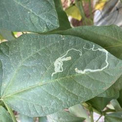 Light-green squiggly lines on an otherwise healthy leaf