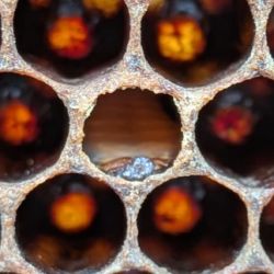 Dark-brown mass at the base of a beehive cell with a threadlike tongue joining it to the top of the cell