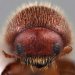 Thumbnail of Granulate ambrosia beetle