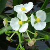 Sagittaria platyphylla flowers