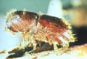 Adult five-spined bark beetle
