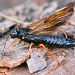  Sirex wood wasp 
