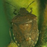 Brown shield-shaped bug