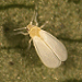 Adult greenhouse whitefly 