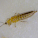 Thumbnail of Thrips