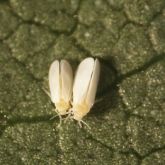 Small insects with yellow bodies and white wings