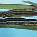 Armyworm larvae 