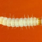 True wireworm larvae