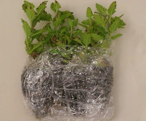Seedlings with roots and soil wrapped in soft plastic