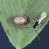 A black wasp with clear wings on a leaf beside the shiny, pale brown shell of a parasitised aphid.