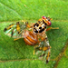 Thumbnail of Mediterranean fruit fly