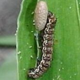 Medium-sized larvae attached to a cocoon about one-third its length