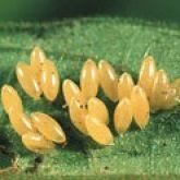 Many oval orange eggs attached to a leaf.