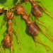 Thumbnail of Tropical fire ant