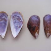 Brown mussel shells