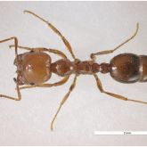 Dorsal (upper) view of a tropical fire ant