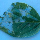 Skeletonised areas on leaf