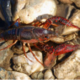 Red swamp crayfish in the wild—dark red with distinctive bumps on its claws