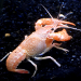 Thumbnail of Red swamp crayfish