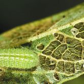 Long, pale green slug-like larva