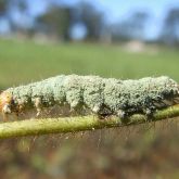 Helicoverpa covered with a velvety light-green layer